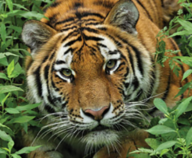 Minnesota Zoo